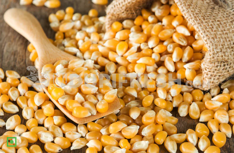 Gourmet Popcorn Kernels